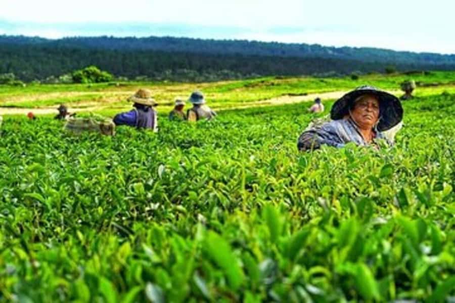 Mauritius: Tea and Sugar Plantation Guided Tour with Lunch - Saint-Aubin brings sugar, rum, and lunch together