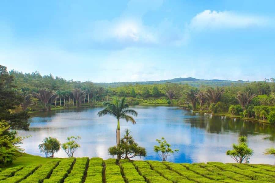 Mauritius: Tea and Sugar Plantation Guided Tour with Lunch - The guides can shape the whole day