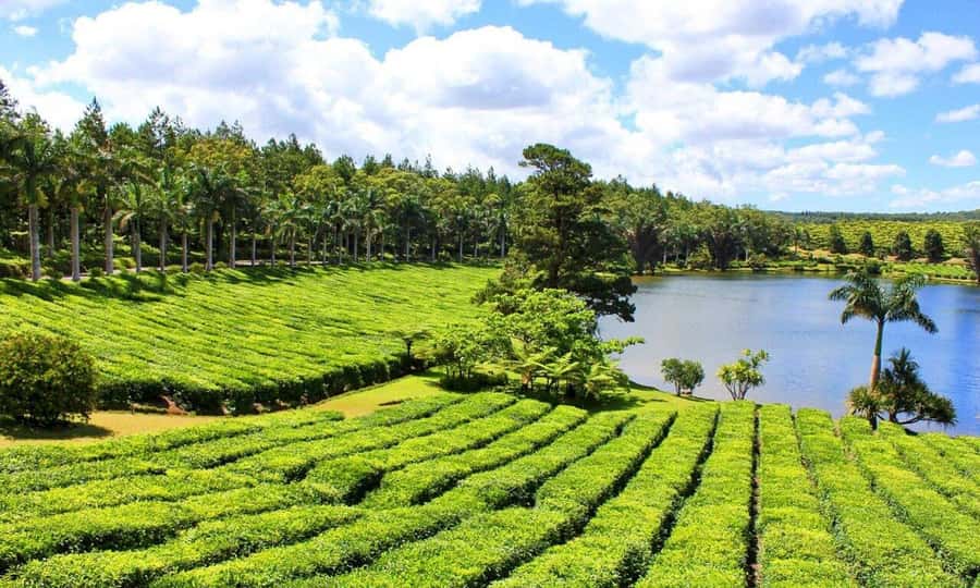 Mauritius: Tea and Sugar Plantation Guided Tour with Lunch - Bois Chéri, where tea becomes tangible