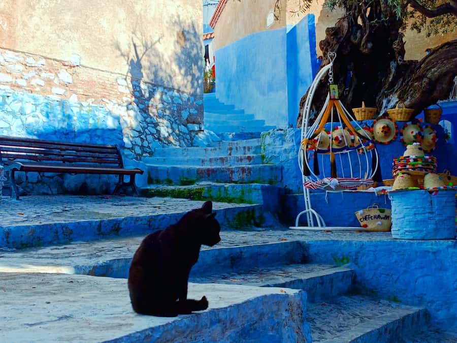 Memorable Day Trip From Fez to Chefchaouen the Blue City - Leaving Fez at 8 a.m.
