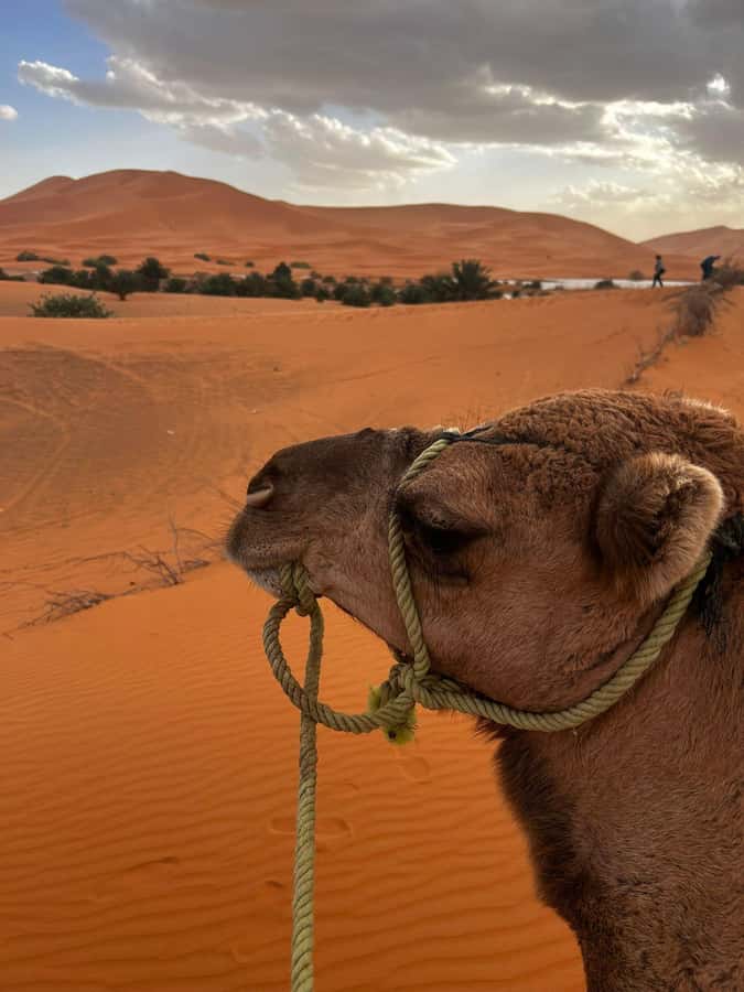Merzouga Overnight Stay in a Berber Tent and Camel Ride - Sunset among the Erg Chebbi dunes