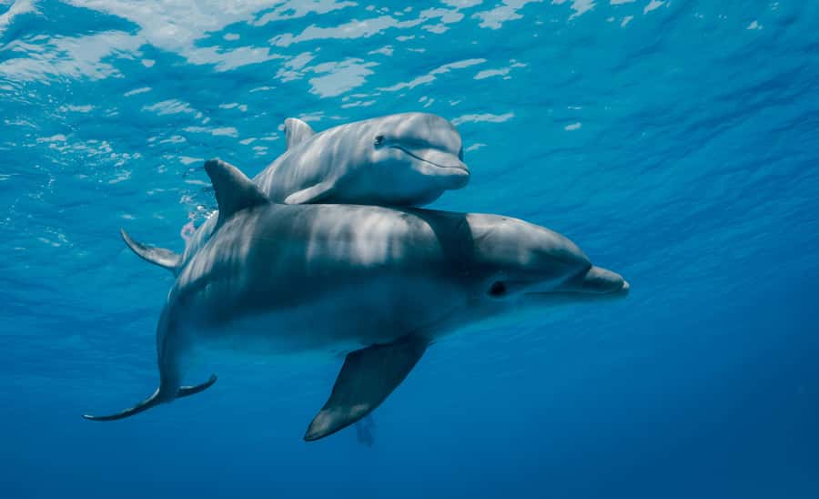 Mnemba Island: Dolphin Swim & Snorkeling with Optional Lunch - Key points at a glance