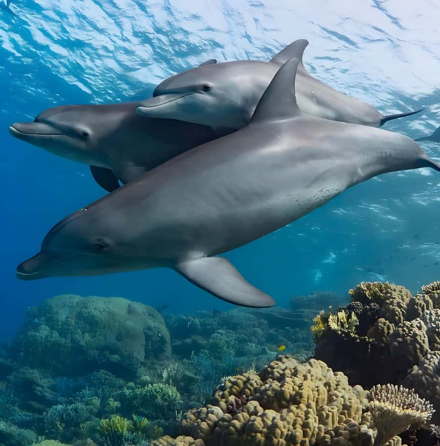Mnemba Island: Dolphin Swim & Snorkeling with Optional Lunch - Practical packing advice for a better morning