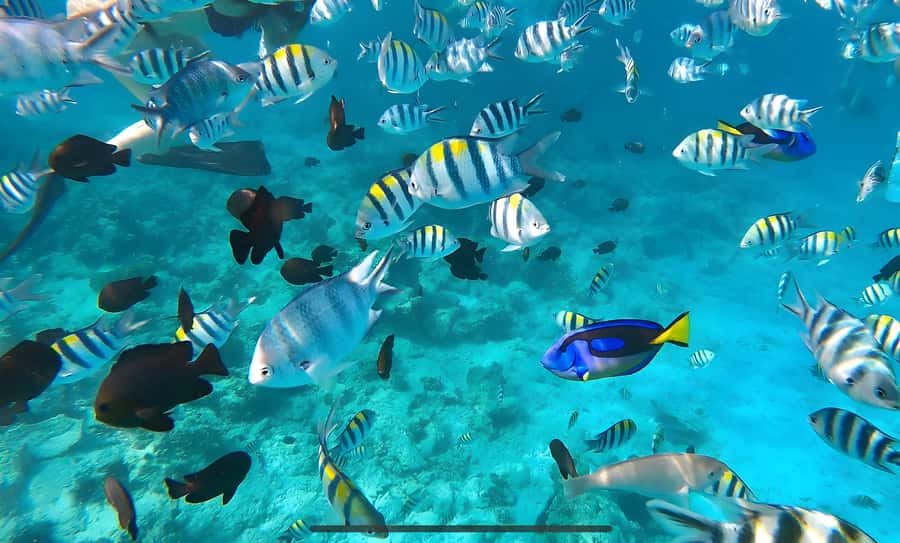 Mnemba Island: Dolphin Swim & Snorkeling with Optional Lunch - What the Mnemba Island trip is really like