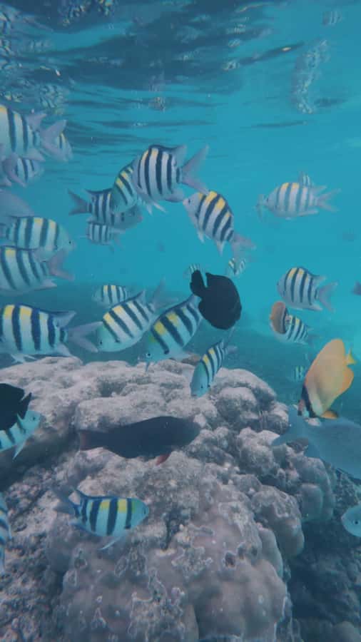 Mnemba Island: Dolphin Swim & Snorkeling with Optional Lunch - Snorkeling at Mnemba Atoll Marine Park