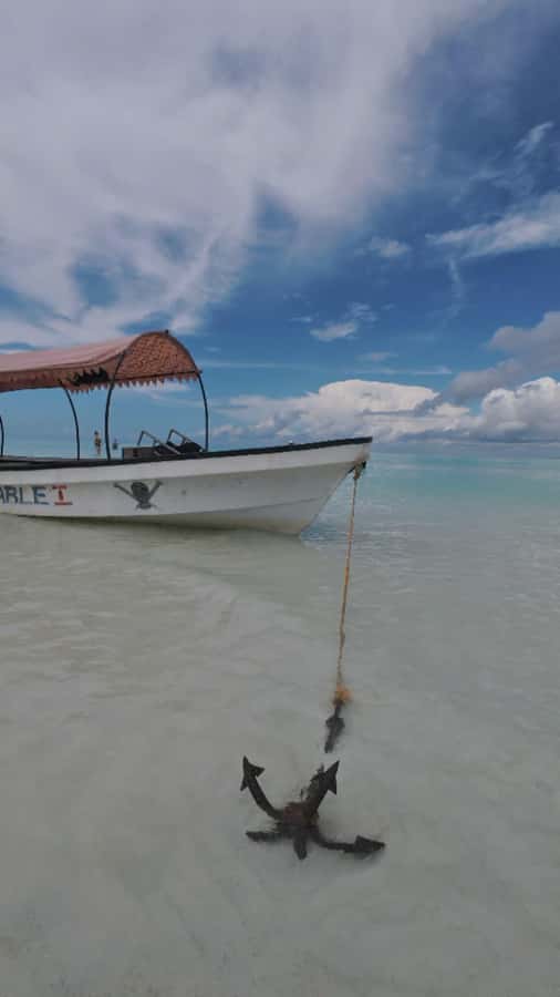 Mnemba Island: Dolphin Swim & Snorkeling with Optional Lunch - How the crew handles the day