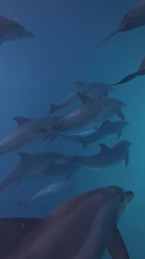 Mnemba Island: Dolphin Swim & Snorkeling with Optional Lunch - Who should book this experience