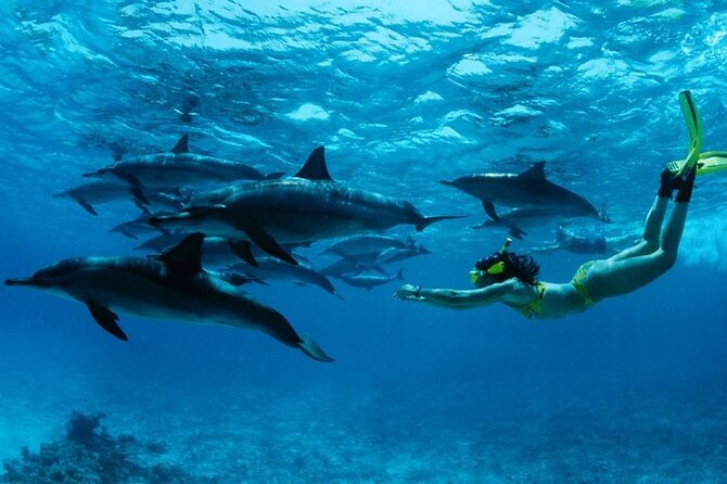 Mnemba Island snorkeling and Swimming with Dolphin - Key points before you book