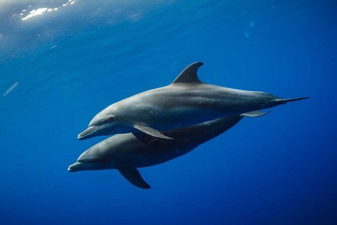 Mnemba Island snorkeling and Swimming with Dolphin - A four-hour morning from Zanzibar’s north coast