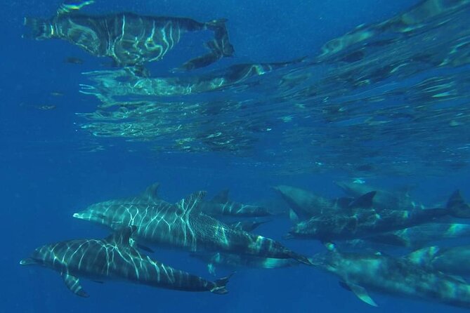 Mnemba Island snorkeling and Swimming with Dolphin - The sandbank and its shifting timetable