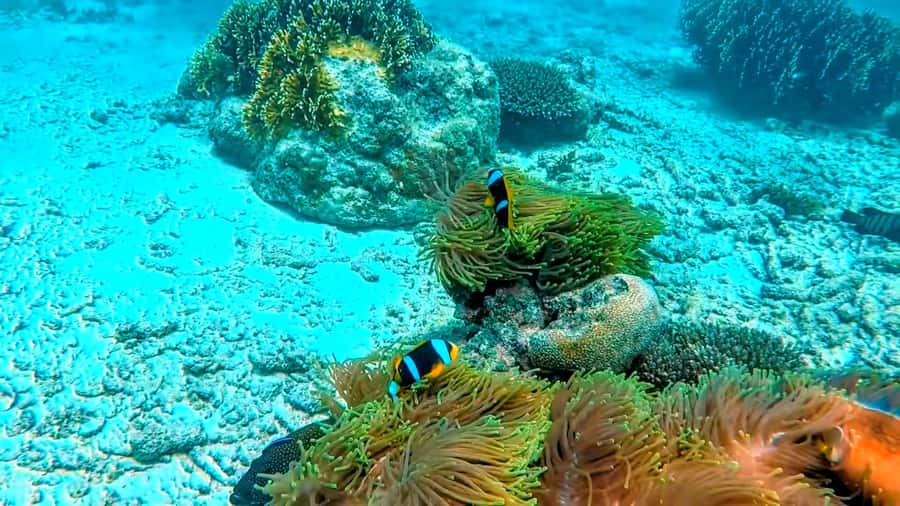 Mombasa: Kisite Park Private Cruise with Breakfast and Lunch - Wasini’s village, coral garden, and mangroves