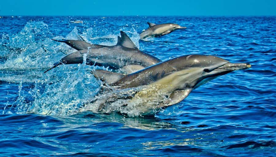 Mombasa: Kisite Park Private Cruise with Breakfast and Lunch - The early road trip from Mombasa or Diani