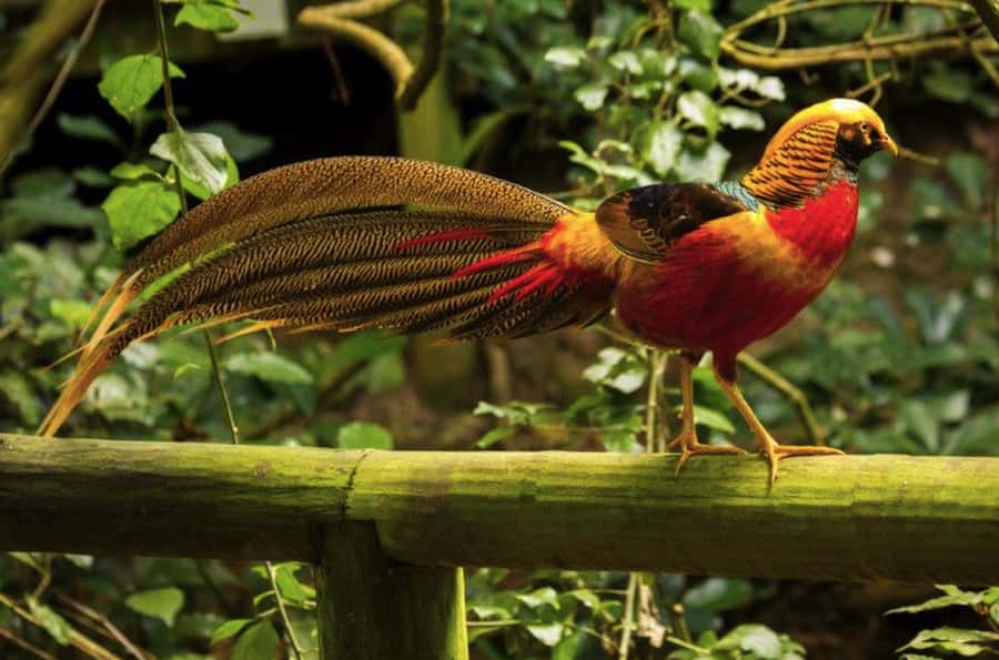 Monkeyland, Birds of Eden, Jukani - Animal Sanctuaries - Key things to know before you go
