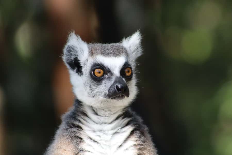 Monkeyland, Birds of Eden, Jukani - Animal Sanctuaries - Should you book Monkeyland, Birds of Eden, and Jukani?