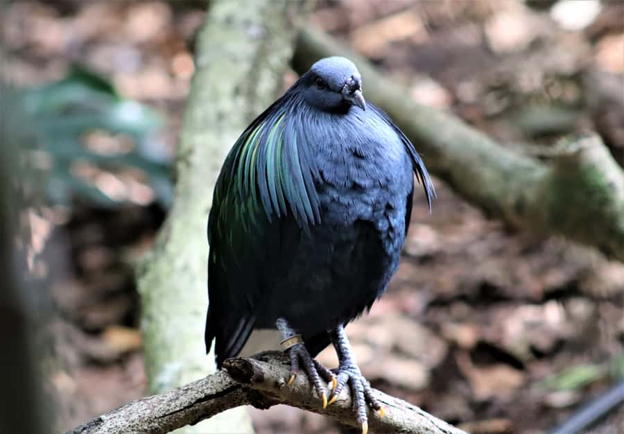 Monkeyland, Birds of Eden, Jukani - Animal Sanctuaries - Three sanctuaries, three very different wildlife experiences