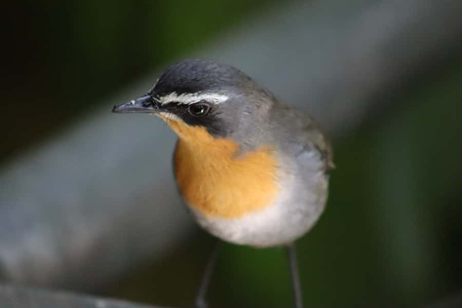 Monkeyland, Birds of Eden, Jukani - Animal Sanctuaries - Birds of Eden: a 1.2-kilometer walk under one vast roof