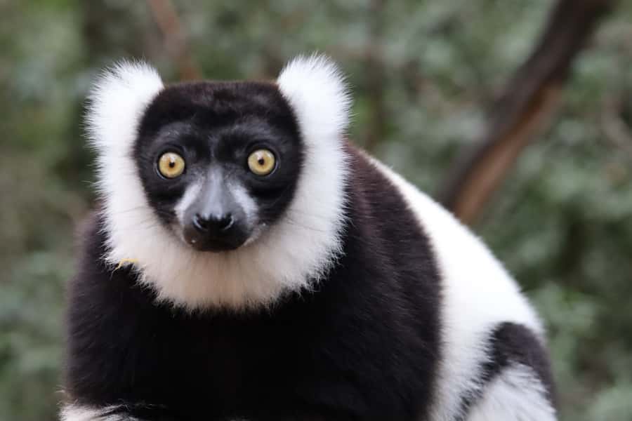 Monkeyland, Birds of Eden, Jukani - Animal Sanctuaries - Jukani Wildlife Sanctuary and its rescued predators