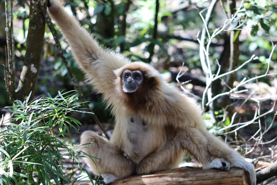 Monkeyland, Birds of Eden, Jukani - Animal Sanctuaries - How to plan one day or spread it across three
