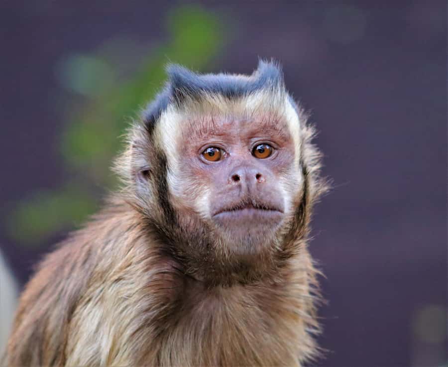 Monkeyland, Birds of Eden, Jukani - Animal Sanctuaries - What the price includes, and where the value lies