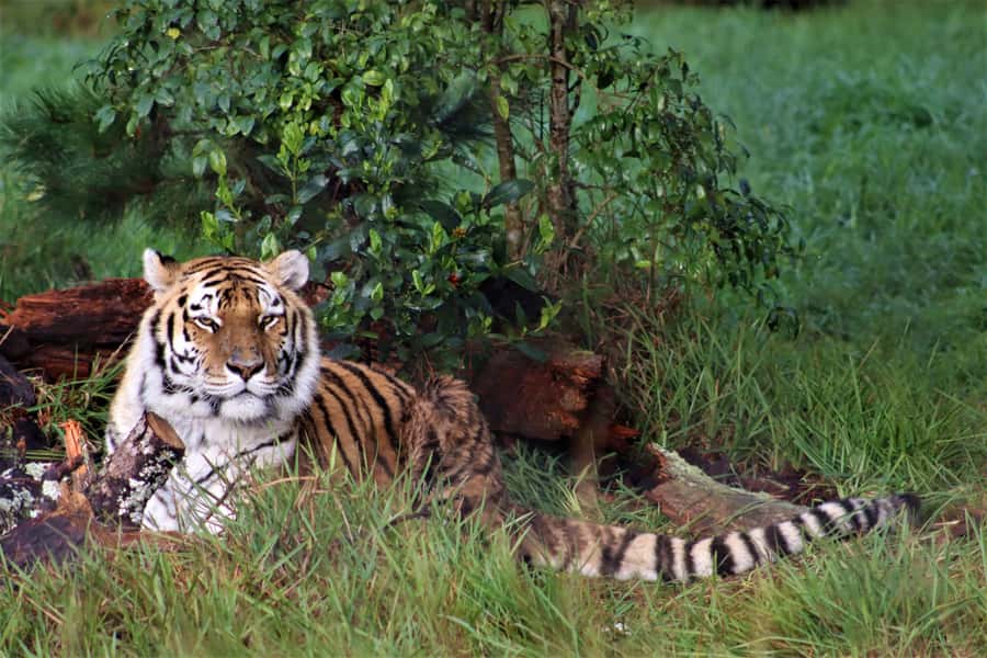 Monkeyland, Birds of Eden, Jukani - Animal Sanctuaries - Who will enjoy this animal sanctuary visit