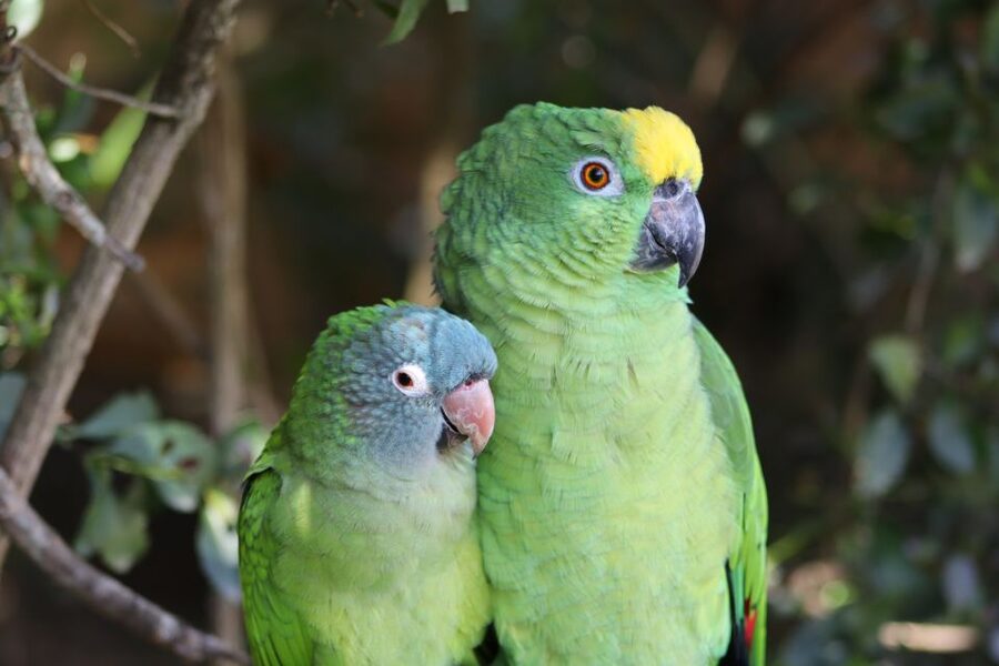 Monkeyland, Birds of Eden, Jukani - Animal Sanctuaries - Practical details that make the visit easier