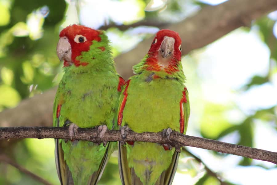 Monkeyland, Birds of Eden, Jukani - Animal Sanctuaries - Monkeyland: 550 primates in a forest setting