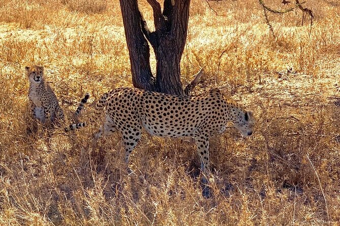 Multi-Day Tanzania Odssey Safari from Arusha - Day 3: Descending into Ngorongoro Crater