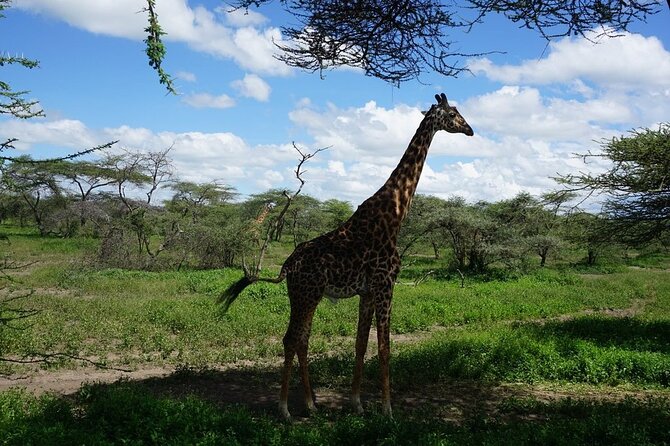 Multi-Day Tanzania Odssey Safari from Arusha - Day 4: From central Serengeti to Seronera
