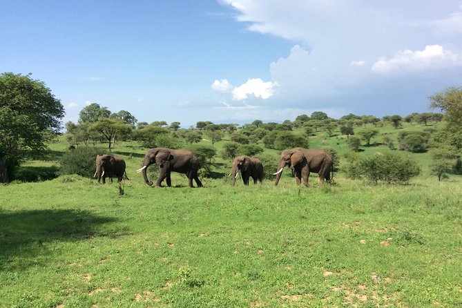 Multi-Day Tanzania Odssey Safari from Arusha - Day 7: Kogatende to Arusha, then home