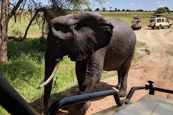 Multi-Day Tanzania Odssey Safari from Arusha - Day 2: Tarangire’s elephants and baobabs
