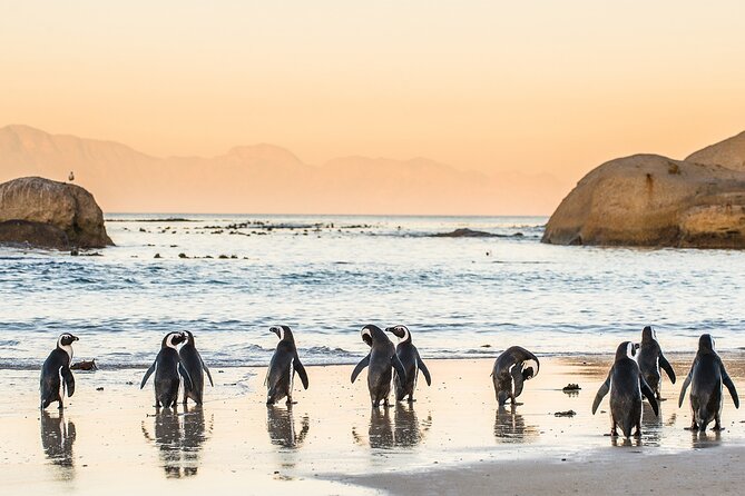 MUST DO: Boulders Beach & Cape Point Full Day Tour #1 Rated - Hout Bay gives you a choice
