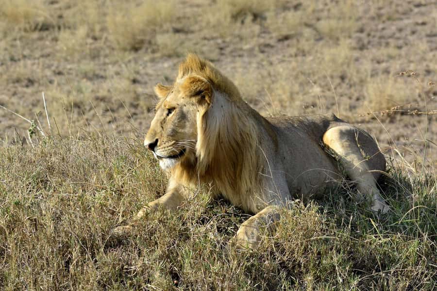 Nairobi: Day Tour to Amboseli National Park & Maasai Village - Key points at a glance