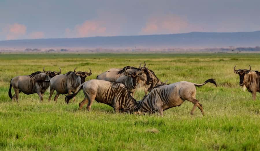 Nairobi: Day Tour to Amboseli National Park & Maasai Village - Why Amboseli works so well as a one-day safari