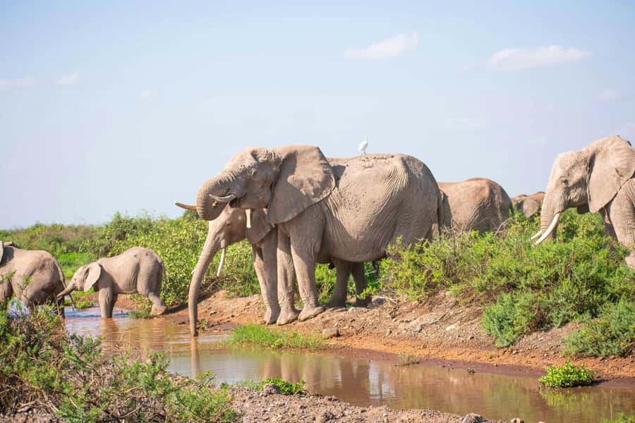 Nairobi: Day Tour to Amboseli National Park & Maasai Village - Five hours among Amboseli’s elephants