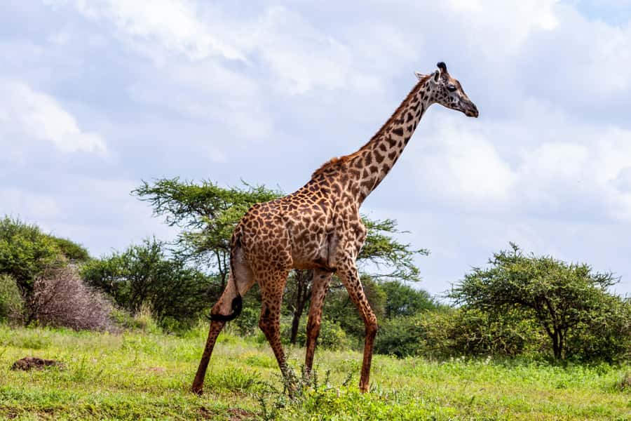 Nairobi: Day Tour to Amboseli National Park & Maasai Village - What the USD 75 price really means