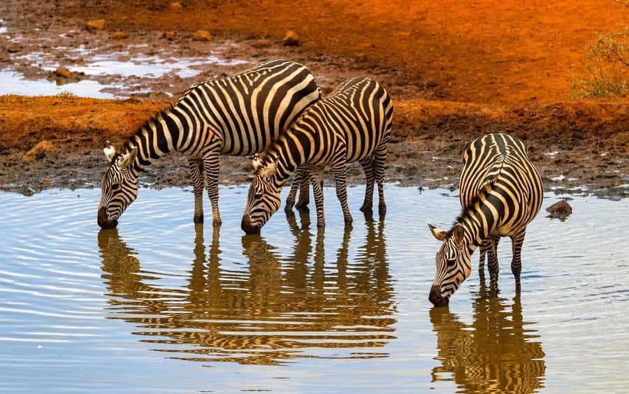 Nairobi: Day Tour to Amboseli National Park & Maasai Village - Guides who shape the day
