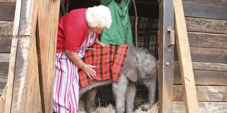 Nairobi: Elephant Sanctuary and Giraffe Center Day Tour - Key points to know before you go