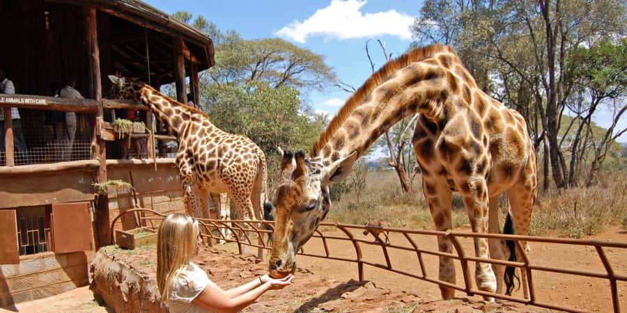 Nairobi: Elephant Sanctuary and Giraffe Center Day Tour - Why this Nairobi animal day works so well