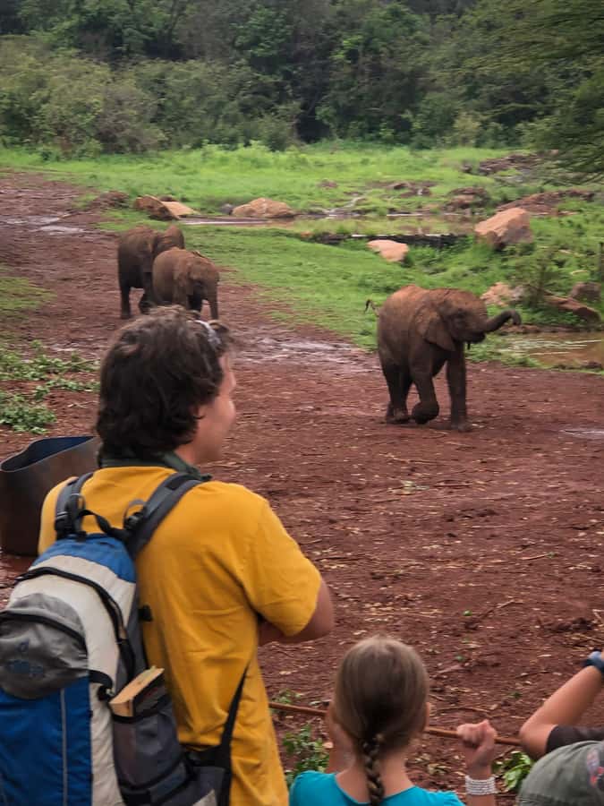 Nairobi: Elephant Sanctuary and Giraffe Center Day Tour - Meeting the orphan elephants at David Sheldrick