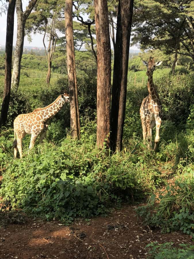 Nairobi: Elephant Sanctuary and Giraffe Center Day Tour - Feeding Rothschild giraffes at the Giraffe Centre