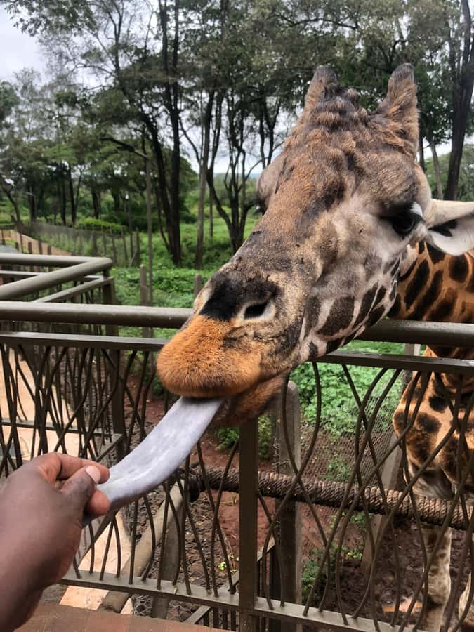 Nairobi: Elephant Sanctuary and Giraffe Center Day Tour - Lunch and the ride back to Nairobi
