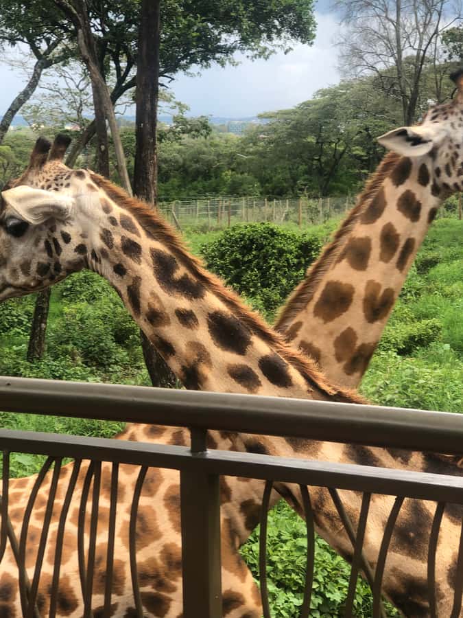 Nairobi: Elephant Sanctuary and Giraffe Center Day Tour - Practical advice for a smoother morning