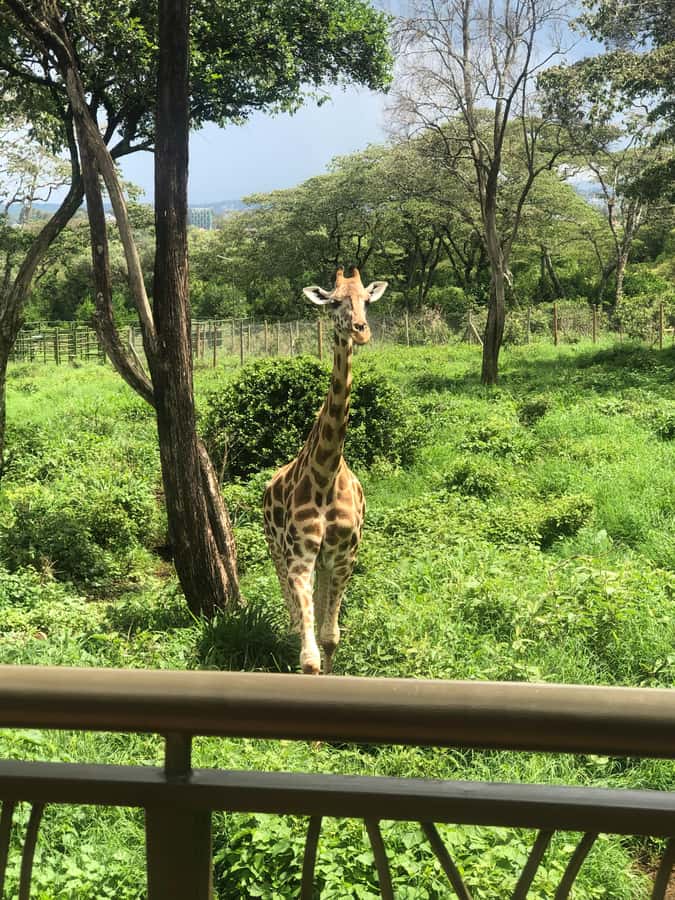 Nairobi: Elephant Sanctuary and Giraffe Center Day Tour - Is this Nairobi tour worth booking?