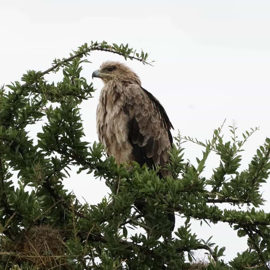 Nairobi: Hell's Gate National Park and Lake Naivasha Tour - The gorge walk adds the adventure
