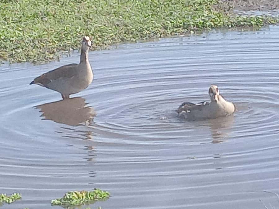 Nairobi: Hell's Gate National Park and Lake Naivasha Tour - Should you book it?