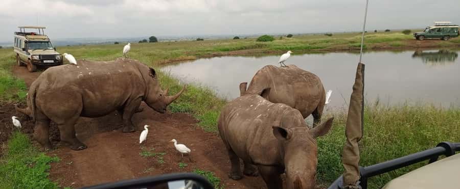 Nairobi National Park 5-hour Guided Game Drive Free Pick up - Why Nairobi National Park makes a strong half-day safari