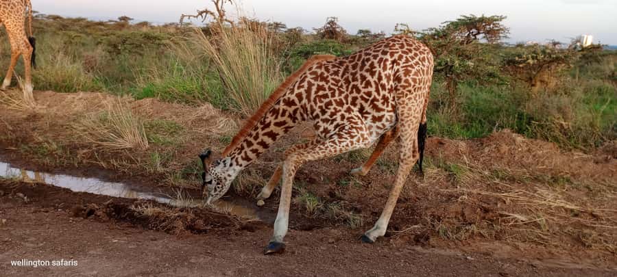 Nairobi National Park 5-hour Guided Game Drive Free Pick up - What animals can you realistically see?
