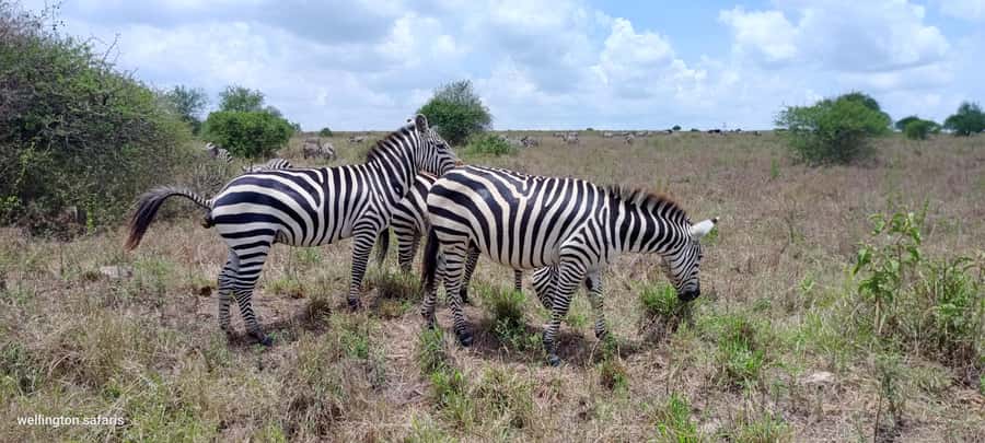 Nairobi National Park 5-hour Guided Game Drive Free Pick up - Morning or afternoon: which departure should you choose?