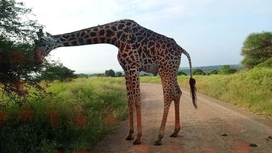 Nairobi National Park 5-hour Guided Game Drive Free Pick up - The real price and what you receive