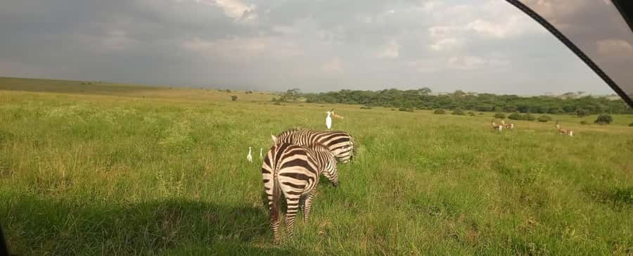 Nairobi National Park 5-hour Guided Game Drive Free Pick up - Booking advice for a better game drive